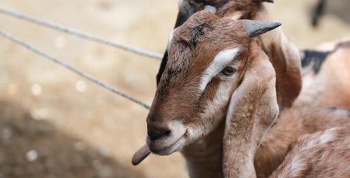 What Animals Are Used for Qurbani and Why?