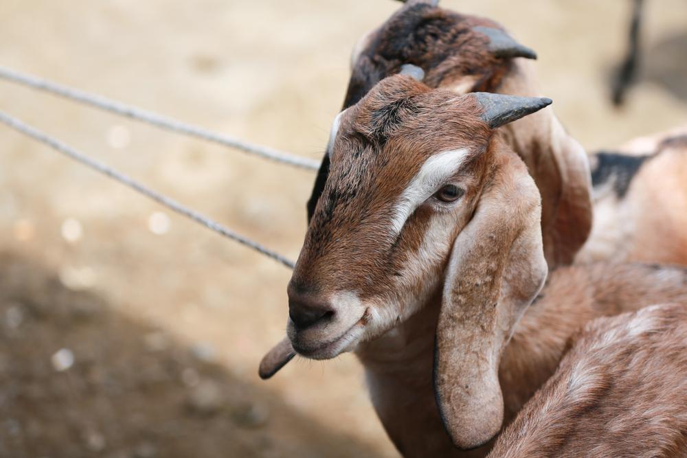 What Animals Are Used for Qurbani and Why?