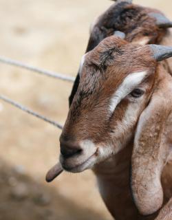 What Animals Are Used for Qurbani and Why?