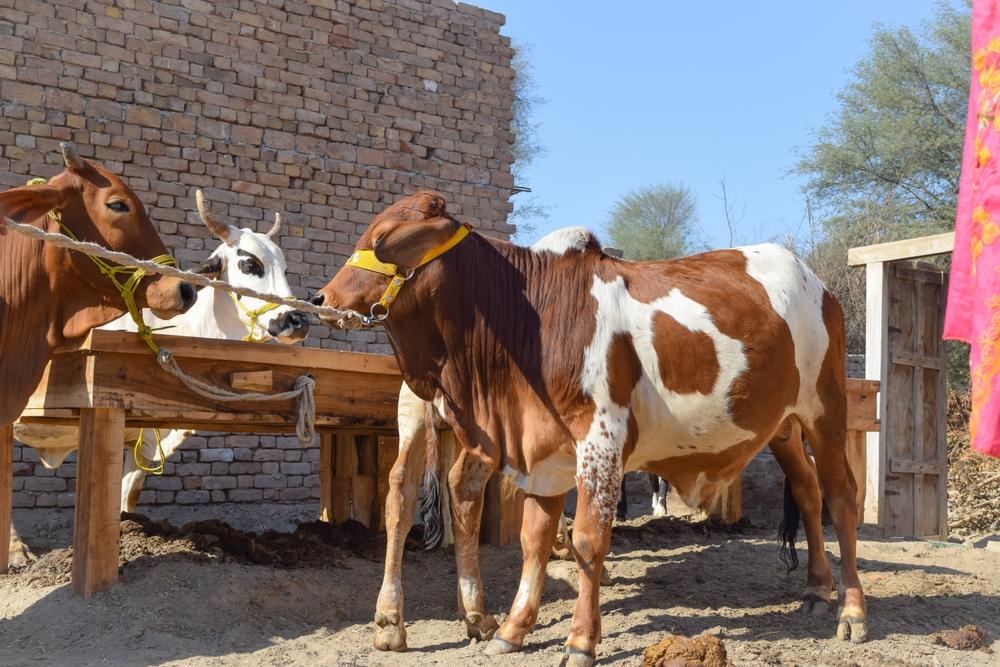 How Does Qurbani Work?