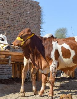 How Does Qurbani Work?
