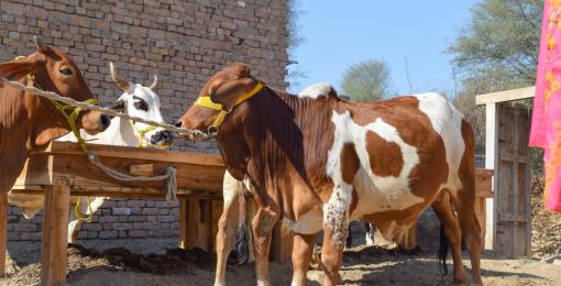 How Does Qurbani Work?