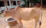 Qurbani 2025 43460