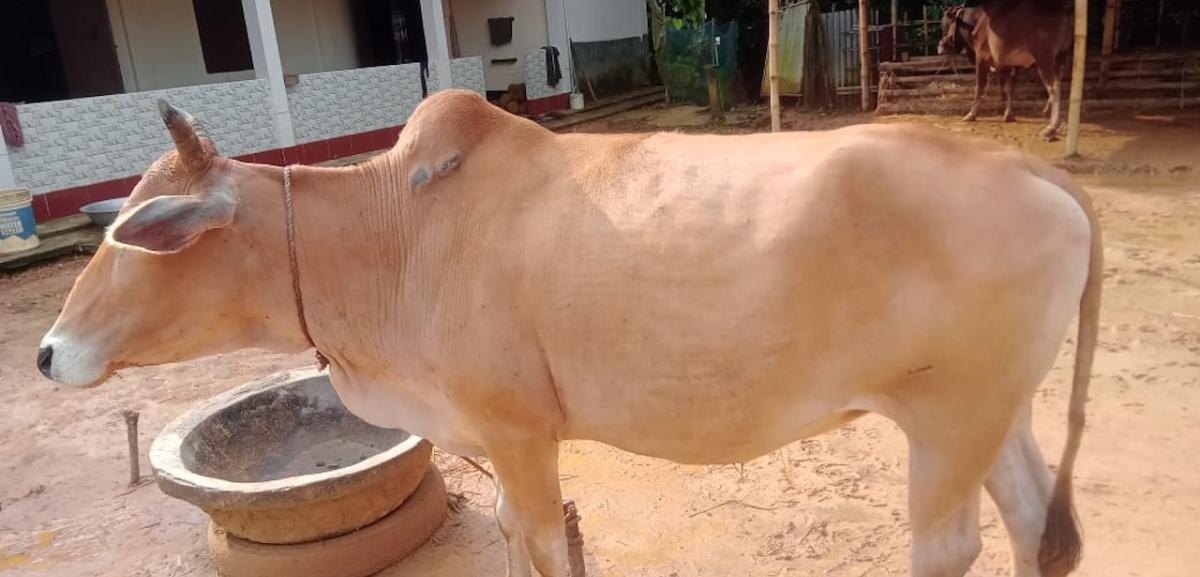 Qurbani 2025 43460