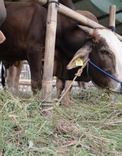 Benefits of Giving Qurbani 