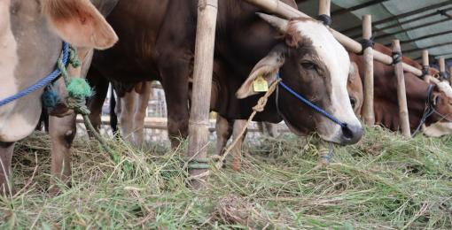 Benefits of Giving Qurbani 