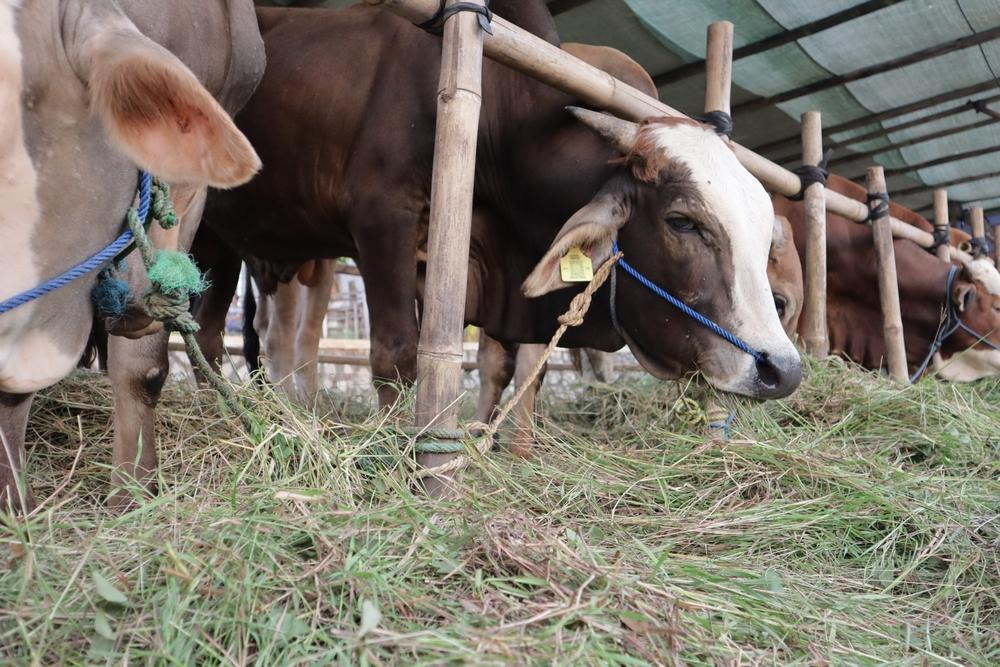 Benefits of Giving Qurbani 