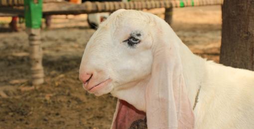 Qurbani FAQ