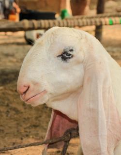 Qurbani FAQ