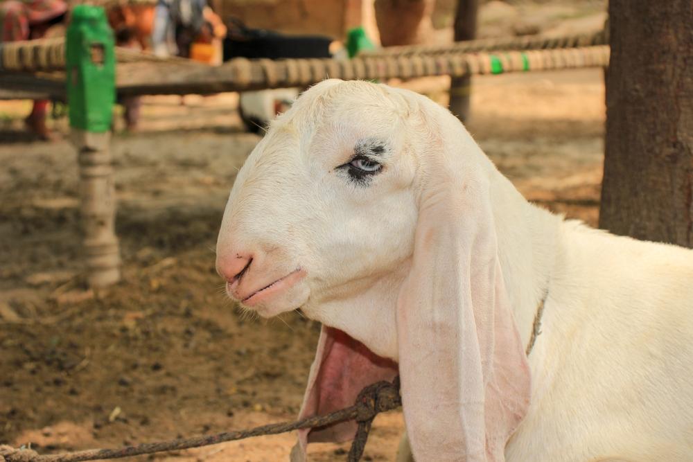 A white goat with long ears and black markings around its eyes, tied in a rural area, being prepared for Qurbani during Eid al-Adha.