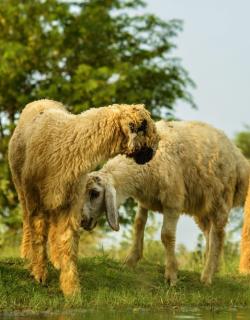 Can Qurbani Be Done on Behalf of Someone Else?