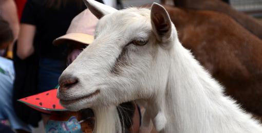 How Online Qurbani Works