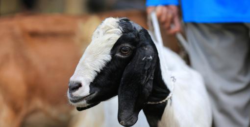 Where Qurbani Meat Goes
